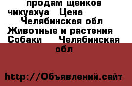 продам щенков чихуахуа › Цена ­ 15 000 - Челябинская обл. Животные и растения » Собаки   . Челябинская обл.